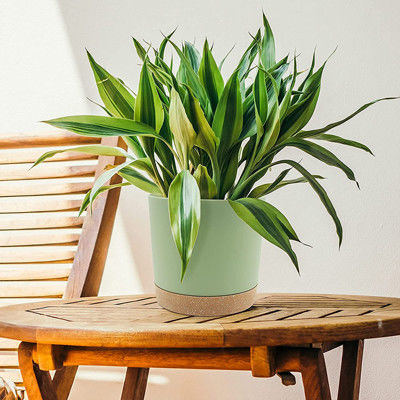 Εσωτερικά πλαστικά δοχεία πράσινων εγκαταστάσεων με τις τρύπες αποξηράνσεων και τη μετακινούμενη βάση